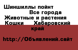 Шиншиллы пойнт ns1133,ny1133. - Все города Животные и растения » Кошки   . Хабаровский край